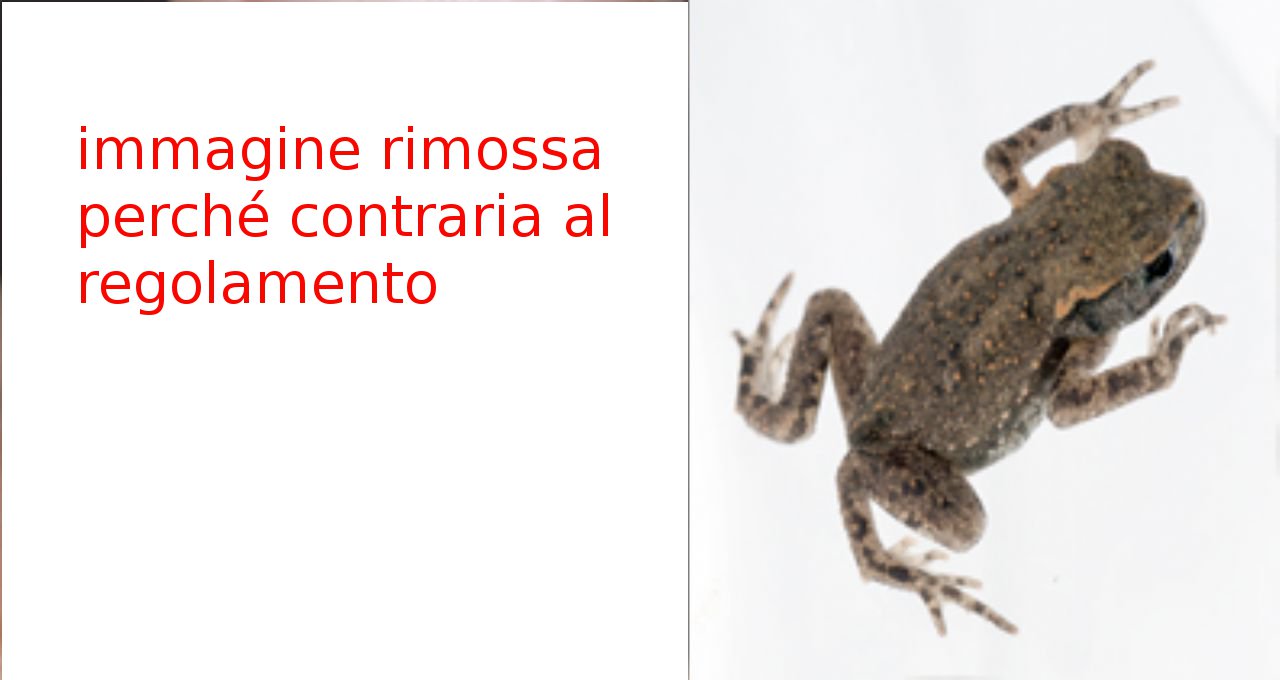 Anfibe! (Bufo bufo)